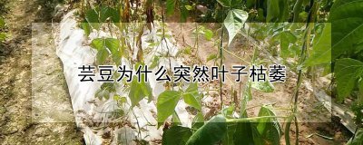 芸豆叶子枯萎的原因 芸豆叶子蔫萎的原因