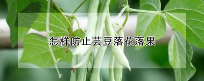 如何防止芸豆落花落果 如何避免豆角掉花掉果