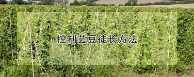 怎么控制芸豆徒长 控制芸豆徒长的方法
芸豆徒长的控制技巧