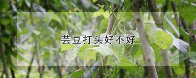 芸豆打头好不好 芸豆为首可行吗
