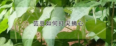 芸豆怎么打尖摘心 如何对芸豆进行打尖和摘心操作？