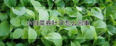 小白菜卷叶子的原因 小白菜为何卷叶子？