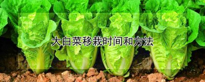 大白菜移栽时间和方法 大白菜移植的时间和步骤