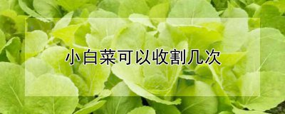 小白菜能收割多少次 小白菜能采摘几次？