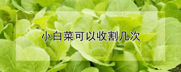 小白菜能收割多少次