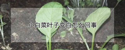 小白菜叶子变白的原因 为什么小白菜叶变色？