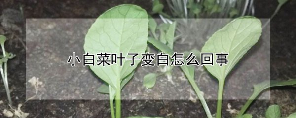 小白菜叶子变白的原因