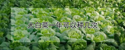 大白菜一年能种多少次 大白菜一年能收成几次？