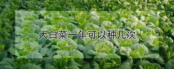 大白菜一年能种多少次