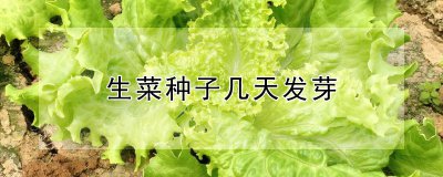 生菜种子要多久发芽 生菜种子发芽需要多久时间？