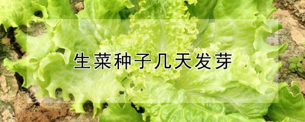 生菜种子要多久发芽