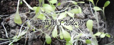 生菜苗倒了如何处理 菜苗倒了怎么办、菜苗倒下后该怎么处理