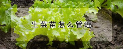 生菜苗怎么管理 管理生菜苗的方法

管理生菜苗的技巧