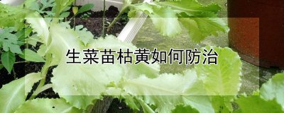 生菜苗枯黄的防治方法 预防生菜苗萎黄的有效措施