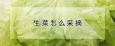生菜怎么采摘 怎样采摘生菜? -> 如何收割生菜？