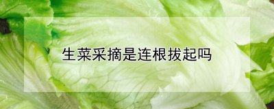 采摘生菜需要连根拔起吗 采摘生菜是否需要连根拔起？