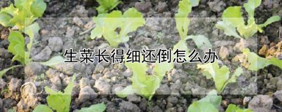 生菜长得细还倒如何处理 如何处理细长的生菜？