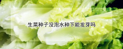 生菜种子浸泡种下后可以发芽吗 生菜种子浸泡后是否可以发芽？