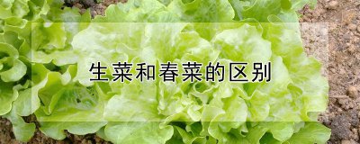 生菜与春菜有什么不同 生菜和春菜的区别在哪里？