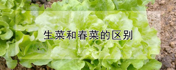生菜与春菜有什么不同
