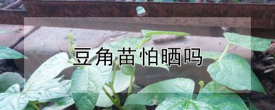 豆角苗怕晒吗 豆角苗害怕曝晒吗？
