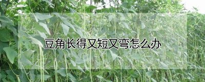 豆角长得又短又弯如何处理 如何处理又短又弯的豆角？
