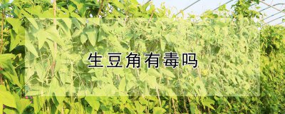 生豆角有毒吗 生豆角是否具有毒性？