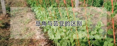 豆角和芸豆有什么不同 豆角和豆荚有何区别？