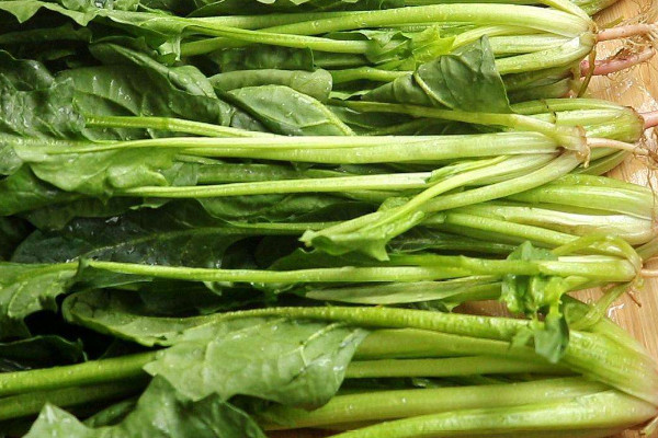 菠菜长得慢的原因