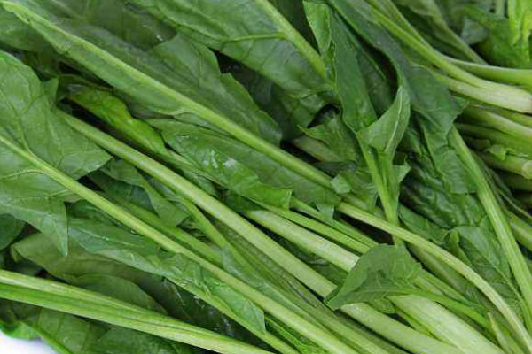 菠菜出苗后如何管理