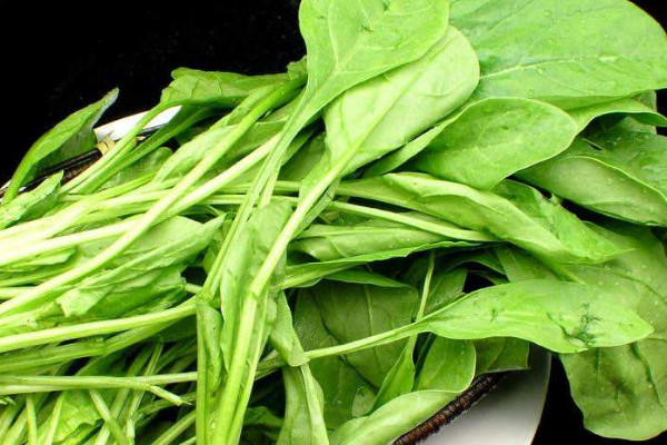 菠菜出苗后如何管理