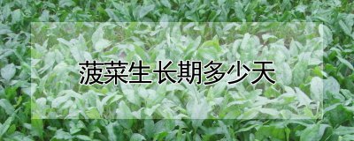 菠菜生长期多少天 菠菜生长周期有多长时间？