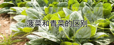 菠菜与青菜有什么区别 菠菜和青菜的不同点
