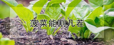 菠菜能割几茬 菠菜可连续收割几次？
