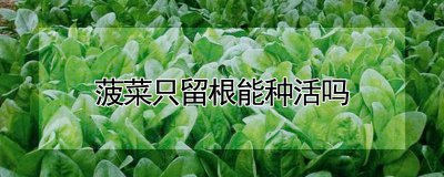 菠菜只留根可以种活吗 菠菜能种活吗只剩根部？