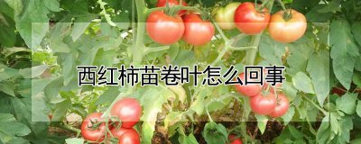 西红柿苗卷叶的原因 西红柿苗叶卷曲的成因