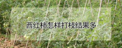 西红柿如何打枝结果多 西红柿如何修剪才能结果更多
