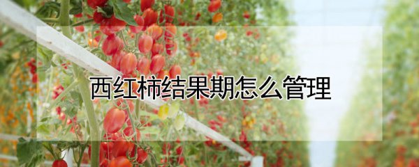 西红柿结果期如何管理