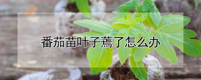 番茄苗叶子蔫了如何处理 番茄苗叶子枯萎怎么办？