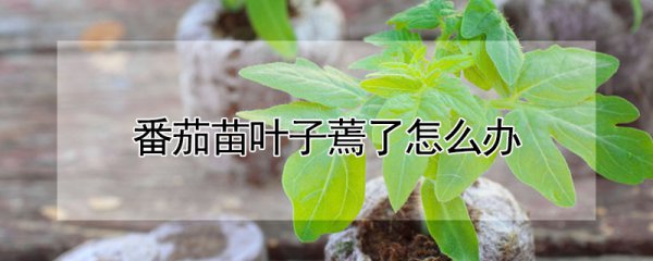 番茄苗叶子蔫了如何处理