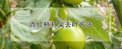 西红柿怎么打尖去叶 如何剔除西红柿的叶子？