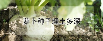 萝卜种子要埋多深 种植萝卜时要注意埋深