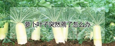萝卜叶子突然蔫了如何处理 处理萝卜叶子突然枯萎的方法