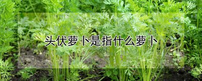 头伏萝卜是指哪种萝卜 什么是头萝卜？