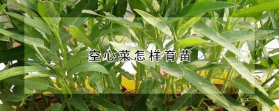 空心菜怎样育苗 空心菜如何种植苗期
