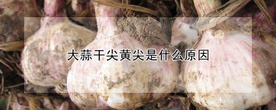 大蒜为什么干尖黄尖 为什么大蒜会变干及尖？