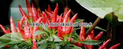 辣椒怎么育苗？ 辣椒如何育苗