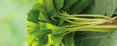 青菜怎么繁殖 青菜如何繁殖、繁殖青菜的方法
