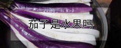 茄子是水果吗 茄子属于水果吗？