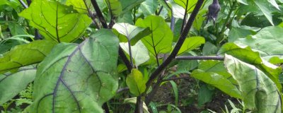 茄子秧的栽种方法 种植茄子苗的步骤